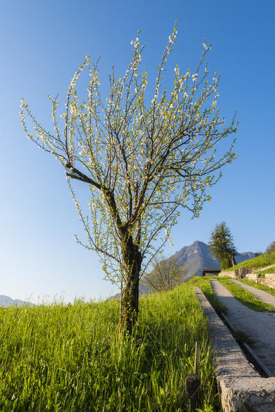 Apple tree, Val Brembana, Province of Bergamo, Orobie alps, Italian alps, Italy