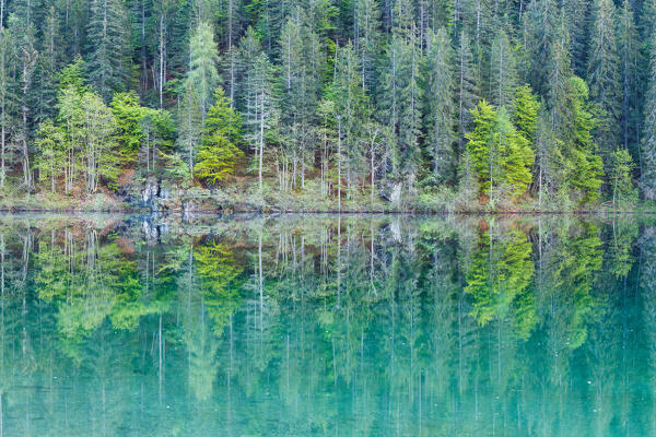 Tovel lake, Adamello-Brenta natural park, Trentino Alto-Adige. Fins details