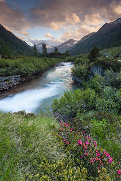 Fumo valley, Adamello-Brenta natural park, Trento province, Trentino Alto Adige. A torrent and a rhododendron bush into Fumo valley.