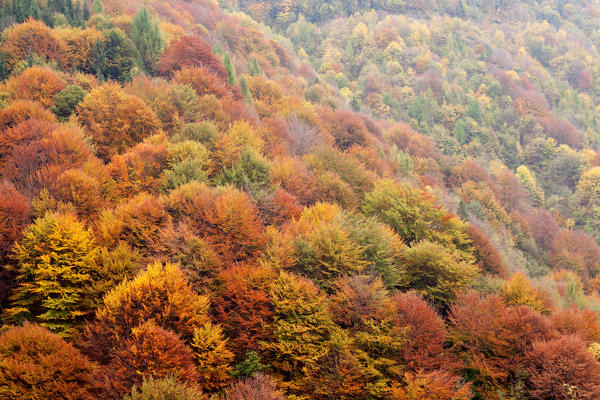 Magasa, Valvestino, Lombardy, Italy. Mixed forest in autumn