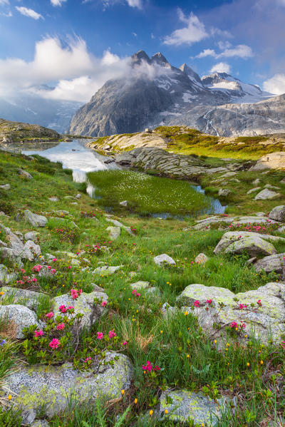 Val Genova, Adamello-Brenta natural park, Trentino-Alto Adige, Italy. Rhododendrons on the plane of Mandron 