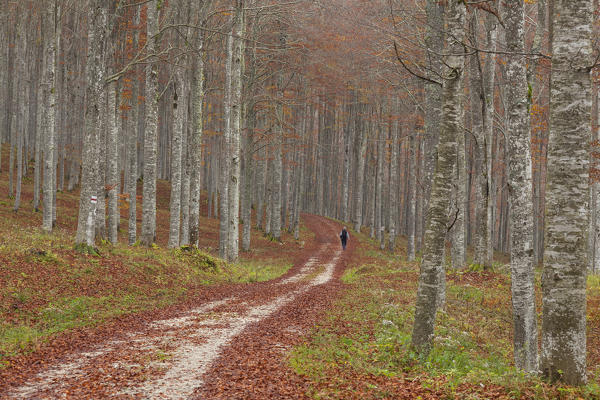 Cansiglio forest, Veneto, Italy. A person into the forest