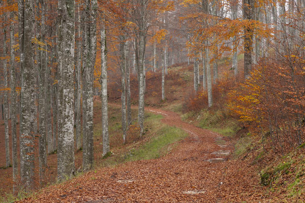 Cansiglio forest, Veneto, Italy. A track into the woodland in autumn.