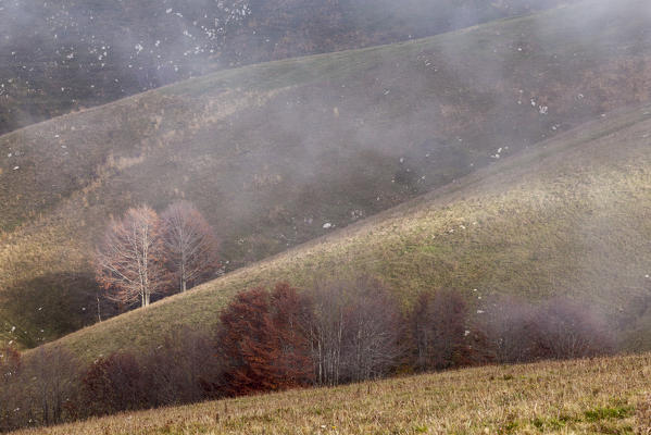 Cansiglio forest, Veneto, Italy. Beeches at Pizzoc mountain