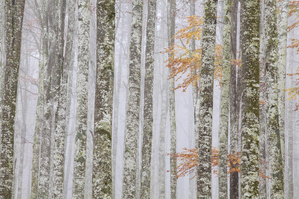 Cansiglio forest, Veneto, Italy. An autumnal detail into the beeches