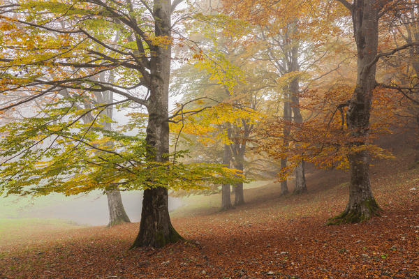 Baremone pass, Lombardy, Brescia province, Italy. Beeches in autumn.