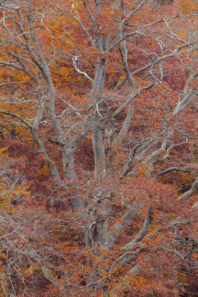 Baremone pass, Lombardy, Italy. Abstract of a old beech.