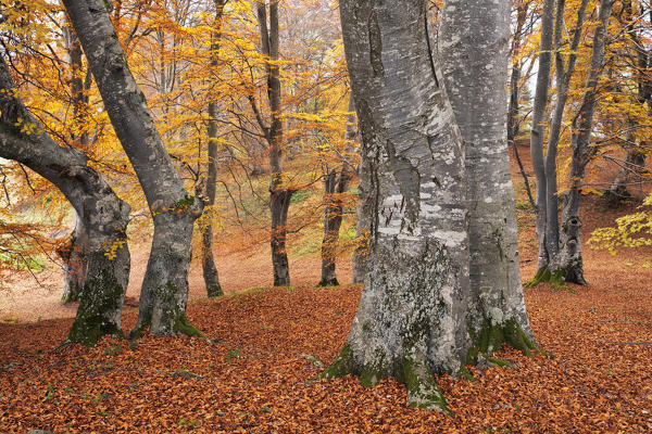 Magasa, Valvestino, Lombardy, Italy. Beeches in autumn.