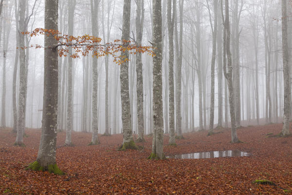 Cansiglio forest, Treviso province, Veneto, North Italy, Italy, Europe. Mist into the forest in autumn