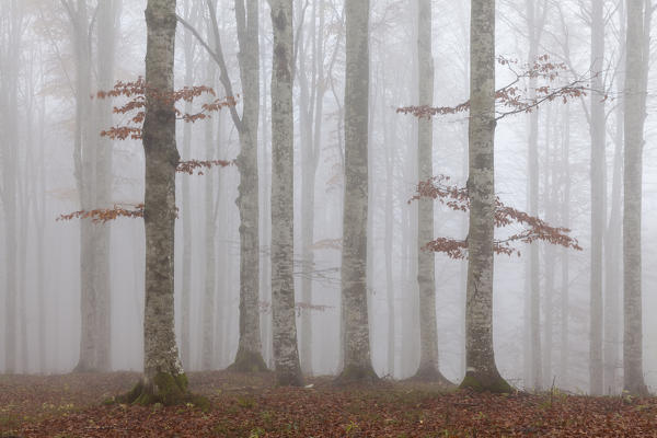Cansiglio forest, Treviso province, Veneto, North Italy, Italy, Europe. Mist into the forest in autumn