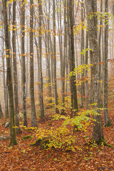 Cansiglio forest, Treviso province, Veneto, North Italy, Italy, Europe. Autumn into the forest of beeches