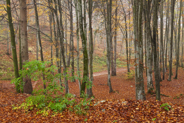 Cansiglio forest, Treviso province, Veneto, North Italy, Italy, Europe. Autumn into the forest of beeches