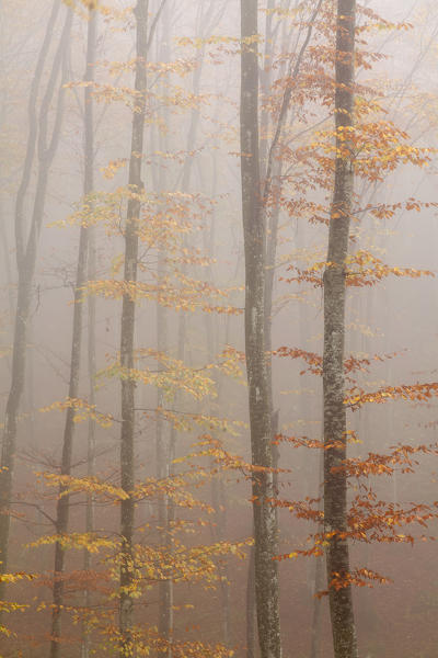 Cansiglio forest, Treviso province, Veneto, North Italy, Italy, Europe. Autumn into the forest of beeches with mist