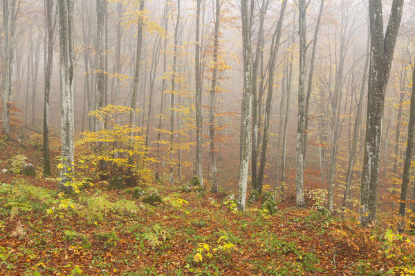 Cansiglio forest, Belluno province, Veneto, North Italy, Italy, Europe. Autumn into the forest of beeches
