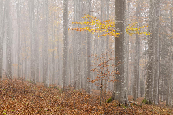 Cansiglio forest, Belluno province, Veneto, North Italy, Italy, Europe. Autumn into the forest of beeches