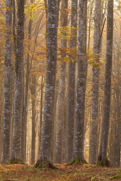 Cansiglio forest, Treviso province, Veneto, North Italy, Italy, Europe. Sunrise into the forest of beeches