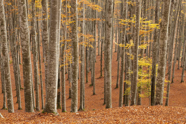 Cansiglio forest, Treviso province, Veneto, North Italy, Italy, Europe. Forest of beeches in autumn