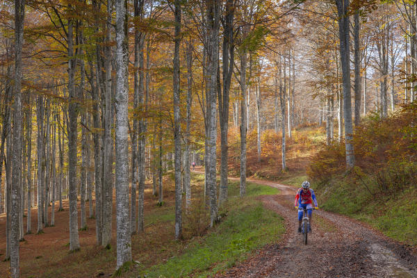 Cansiglio forest, Treviso province, Veneto, North Italy, Italy, Europe. A cyclist on the Taffarel road into the forest of beeches