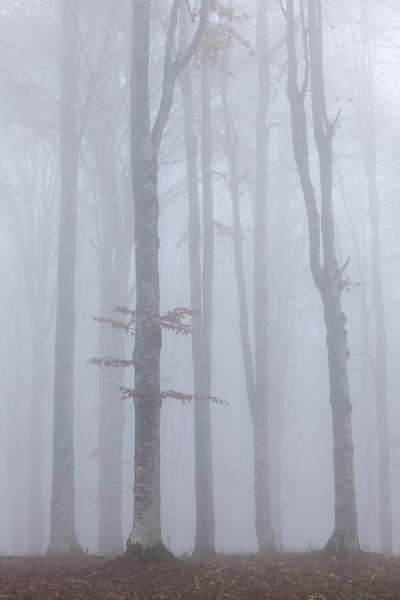 Cansiglio forest, Treviso province, Veneto, North Italy, Italy, Europe. Mist into the forest of beeches in autumn