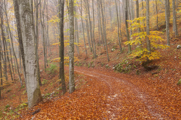 Cansiglio forest, Belluno province, Veneto, North Italy, Italy, Europe. A road into the forest of beeches