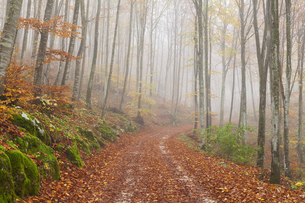 Cansiglio forest, Belluno province, Veneto, North Italy, Italy, Europe. A road into the forest of beeches