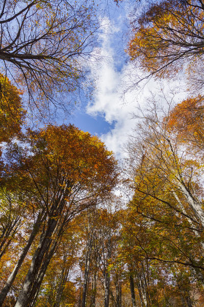 Cansiglio forest, Treviso province, Veneto, North Italy, Italy, Europe. View from inside the forest