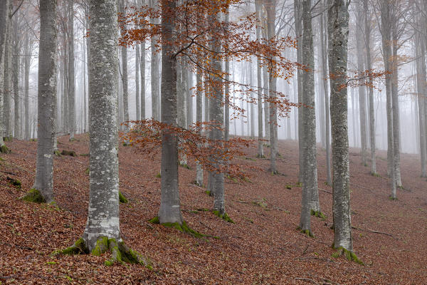 Cansiglio forest, Treviso province, Veneto, North Italy, Italy, Europe. Mist into the forest of beeches in autumn