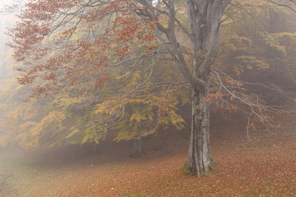 Baremone pass, Lombardy, Brescia province, Italy. Beeches in autumn.