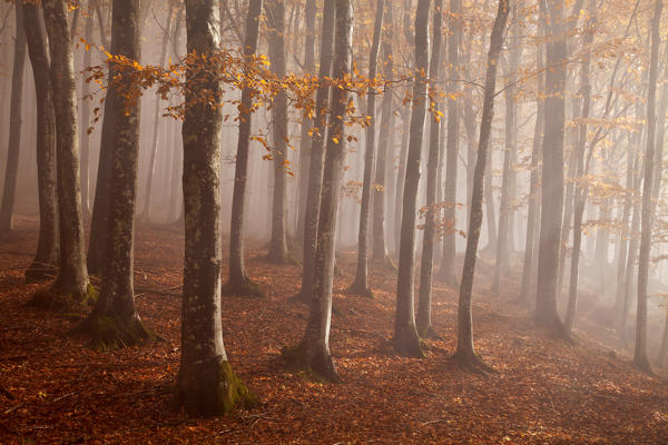 Casentinesi forest, Tuscan-Emilian appennines, Arezzo province, Tuscany, Italy. Light into the forest.