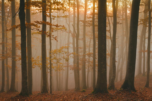 Casentinesi forest, Tuscan-Emilian appennines, Arezzo province, Tuscany, Italy. Sunset into the forest