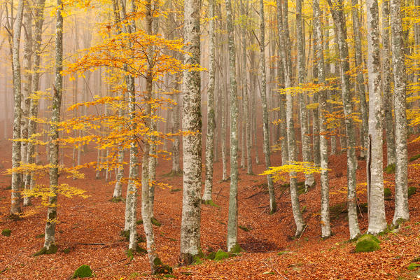 Casentinesi forest, Tuscan-Emilian appennines, Arezzo province, Tuscany, Italy. The colours of autumn into the beech woods.