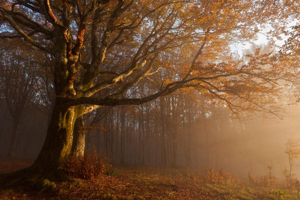 Casentinesi forest, Tuscan-Emilian appennines, Arezzo province, Tuscany, Italy. A old beech in autumn at sunset