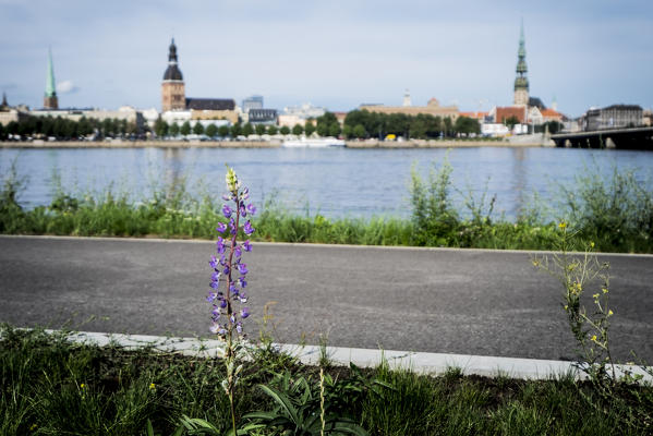 Riga, Latvia, Europe. Flower and old town in background.