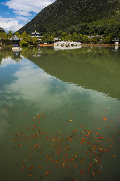 Red fishes and arched bridge at Black Dragon Pool, Lijiang, Yunnan Province, China, Asia, Asian, East Asia, Far East