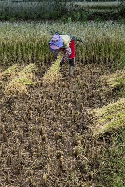 Rice picker, Yunnan Province, China, Asia, Asian, East Asia, Far East