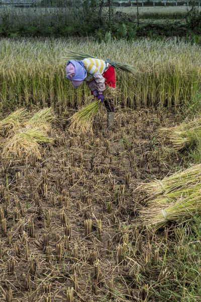 Rice picker, Yunnan Province, China, Asia, Asian, East Asia, Far East