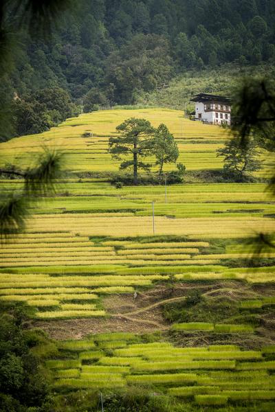 Rice fields, Khamsum Yulley Namgyal Chorten. Punakha, Bhutan, Himalayan Country, Himalayas, Asia, Asian.