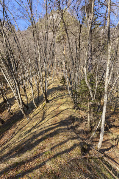 Beech forest at the end of winter near the 