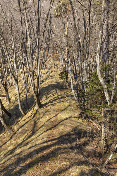 Beech forest at the end of winter near the 
