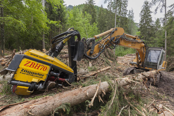 Excavator in the wood used in the processing of timber. Dolomites, Veneto, Italy