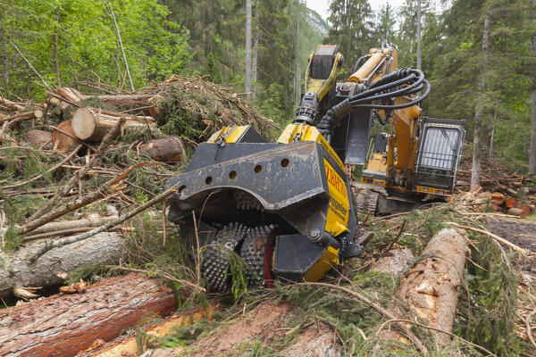 The work of the woodcutter has evolved. Today modern equipment are in the support in cutting the trunks and in their processing on site before shipment to the sawmill.