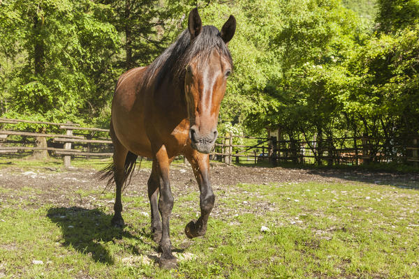 Salet, Center of Equestrian Selection, Sedico, Veneto. Maremmano horse grazing in the area of forestry center