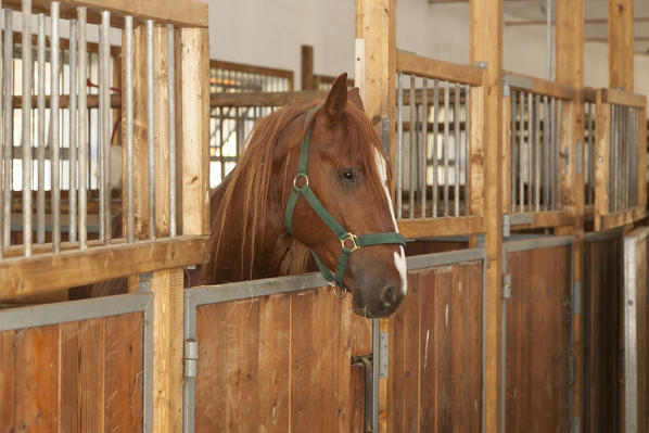 Salet, Center of Equestrian Selection, Sedico, Veneto. Maremmano horse in the box