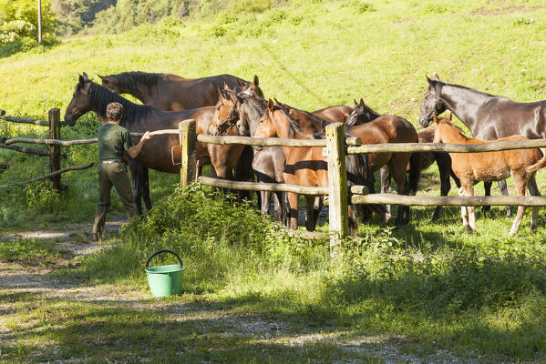 Salet, Center of Equestrian Selection, Sedico, Veneto. Horses at the fence ready to receive feed