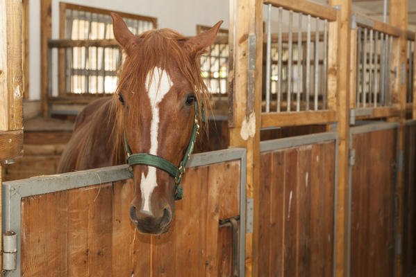 Salet, Center of Equestrian Selection, Sedico, Veneto. Maremmano horse in the box