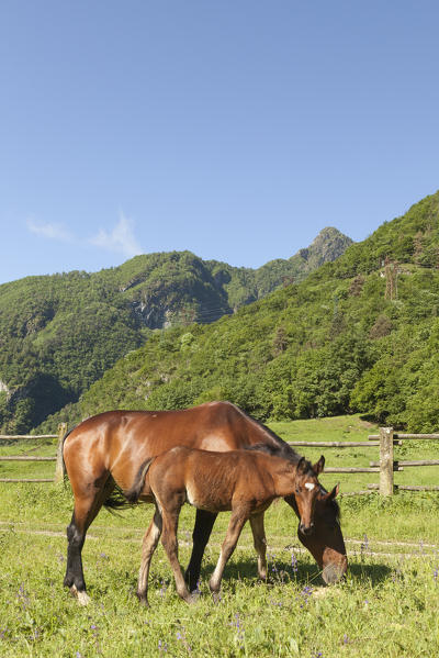 Salet, Center of Equestrian Selection, Sedico, Veneto. Horse broodmare and foal grazing