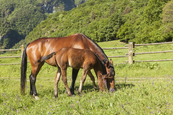 Salet, Center of Equestrian Selection, Sedico, Veneto. Horse broodmare and foal grazing