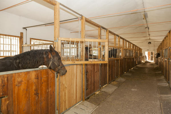 Salet, Center of Equestrian Selection, Sedico, Veneto. Maremmano horse in the box