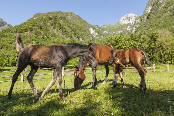 Salet, Center of Equestrian Selection, Sedico, Veneto. Maremmani horses grazing in the area of forestry center