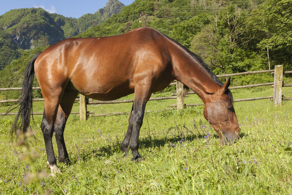 Salet, Center of Equestrian Selection, Sedico, Veneto. Maremmano horse grazing in the area of forestry center